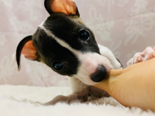 イタリアングレーハウンド