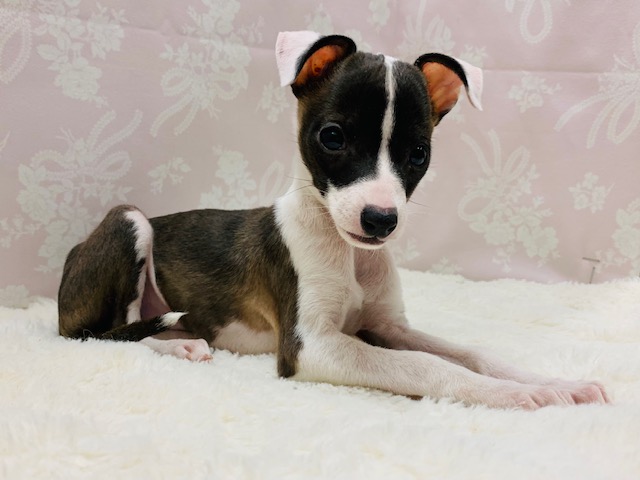 イタリアングレーハウンド