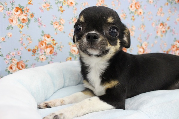 つるすべ~ん☆スムースチワワ・男の子! チワワ