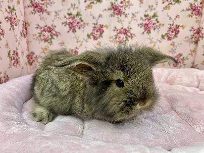 ロップイヤーラビット