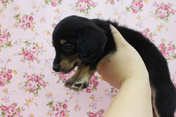 ミニチュアダックス