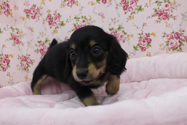 ミニチュアダックス