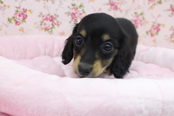 ミニチュアダックス