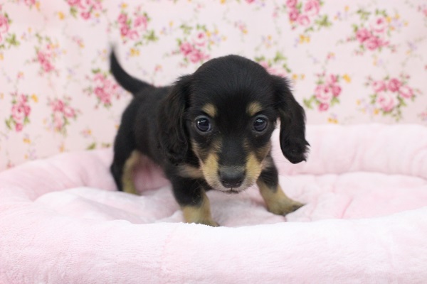 ミニチュアダックス