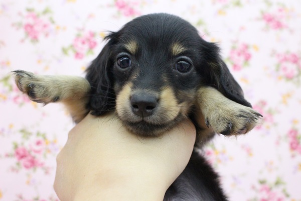 ミニチュアダックス