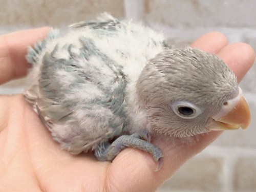 キエリクロボタンインコ