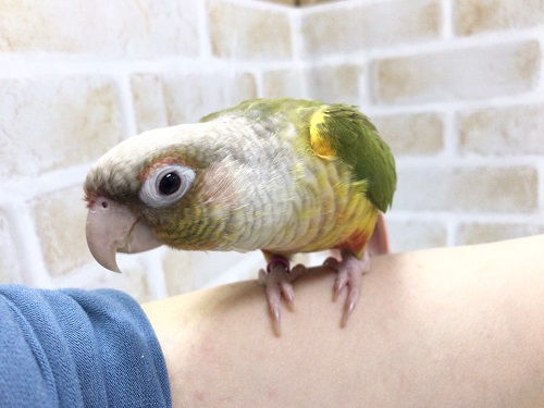 ホオミドリウロコインコ