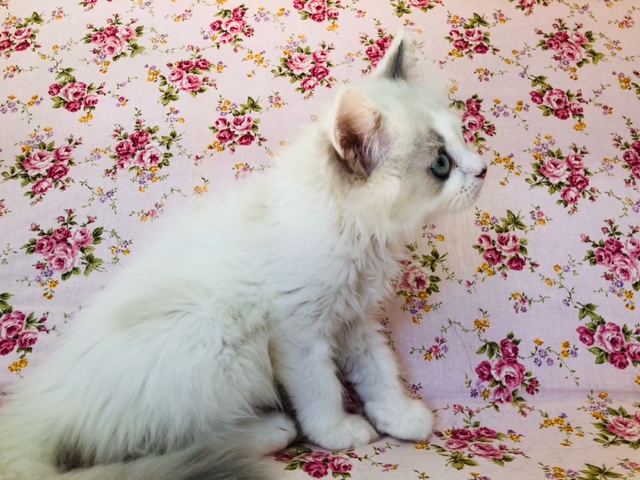 スコティッシュフォールド