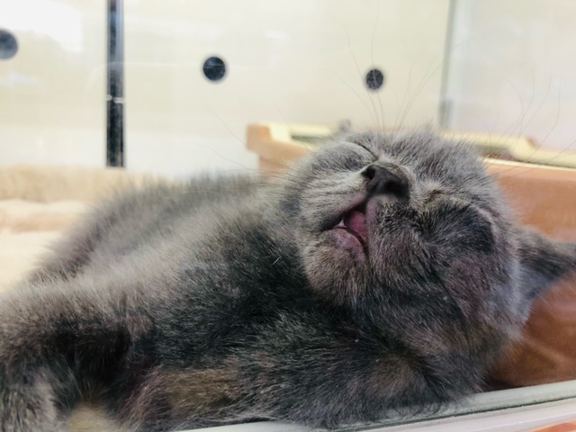 ブリティッシュショートヘア