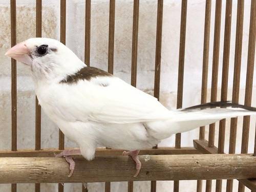 十姉妹（ジュウシマツ）