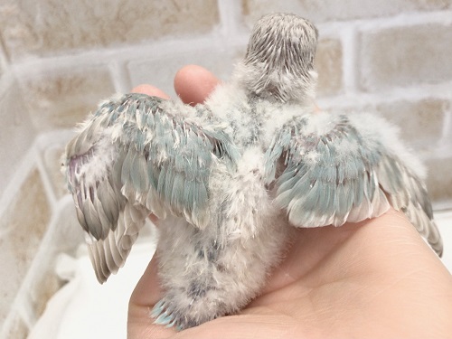 キエリクロボタンインコ