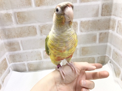 ホオミドリウロコインコ