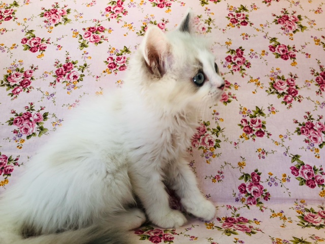 スコティッシュフォールド