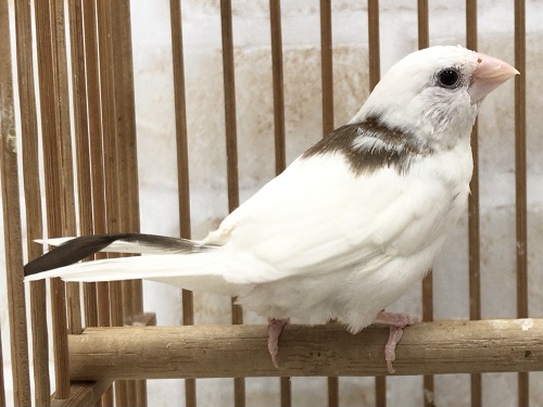 十姉妹（ジュウシマツ）