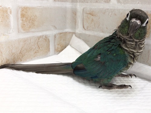 ホオミドリウロコインコ