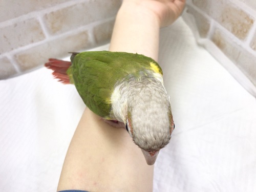 ホオミドリウロコインコ