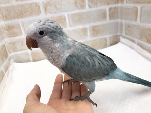 オキナインコ