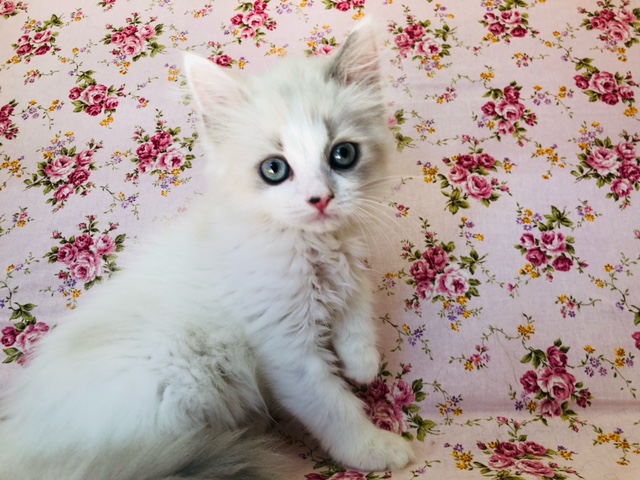 スコティッシュフォールド