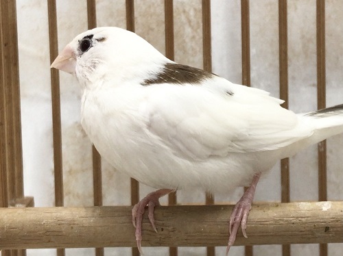 十姉妹（ジュウシマツ）