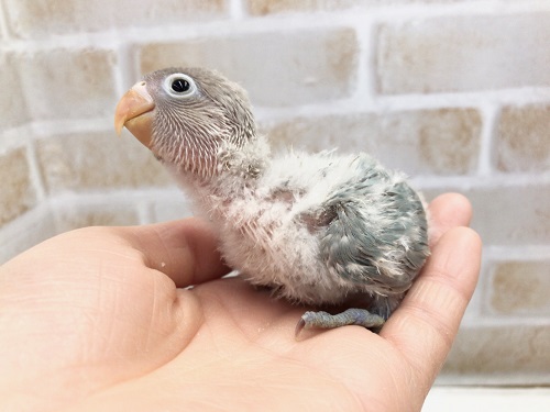 キエリクロボタンインコ