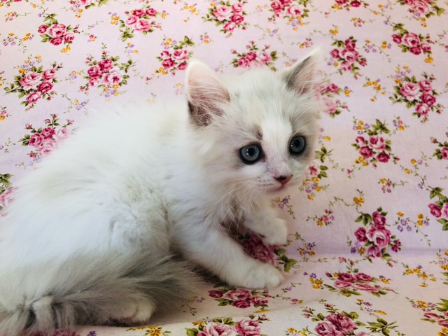 スコティッシュフォールド