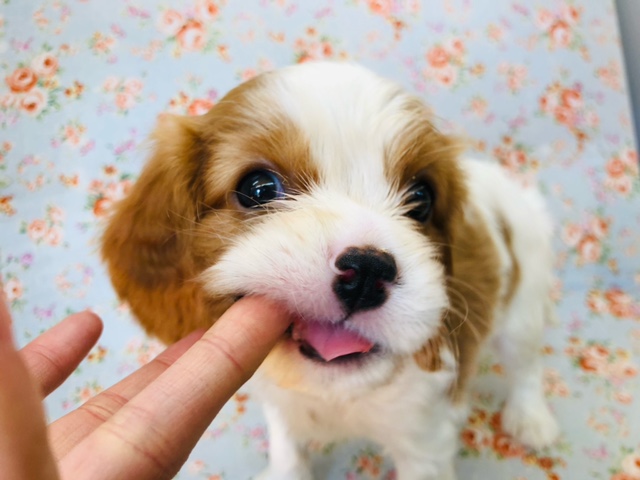 キャバリア・キングチャールズ・スパニエル