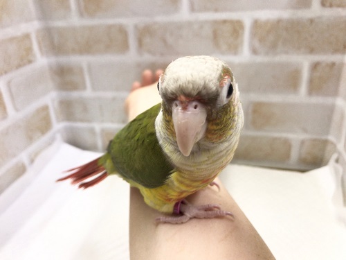 ホオミドリウロコインコ