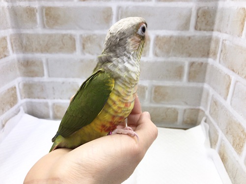 ホオミドリウロコインコ