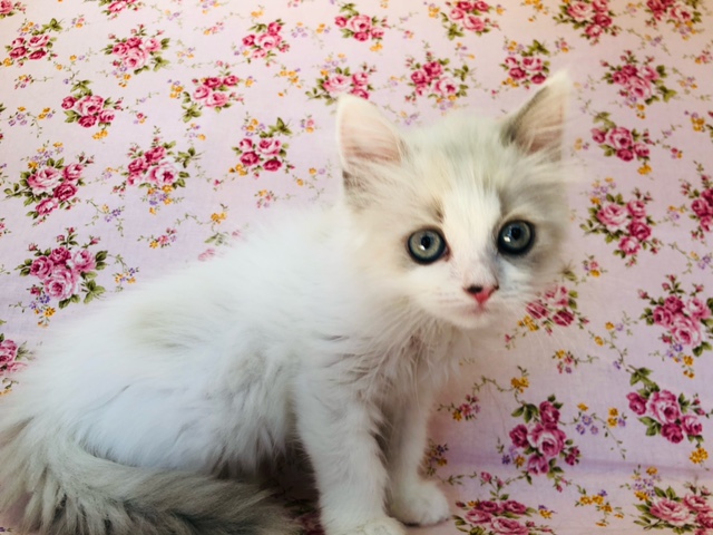 スコティッシュフォールド