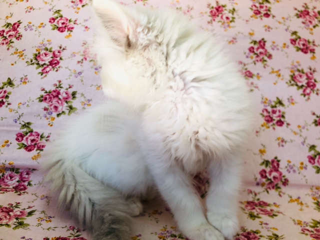 スコティッシュフォールド