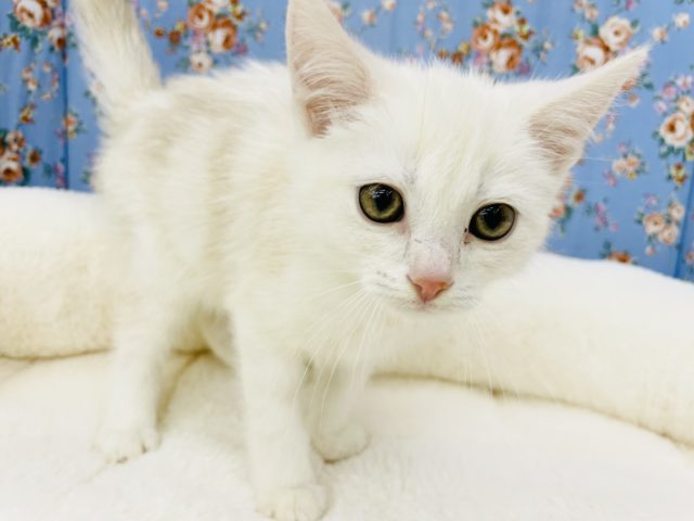 スコティッシュフォールド