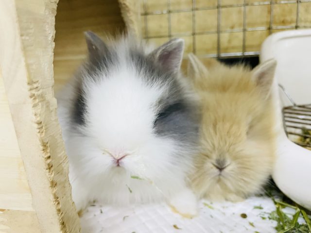 ライオンラビット