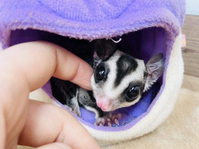 フクロモモンガ