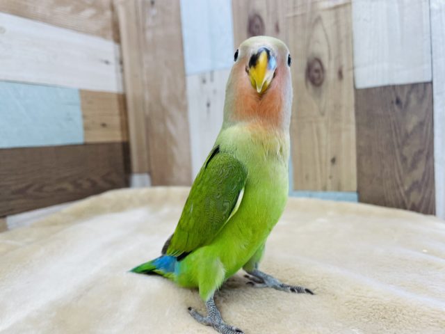 コザクラインコ（小桜インコ）