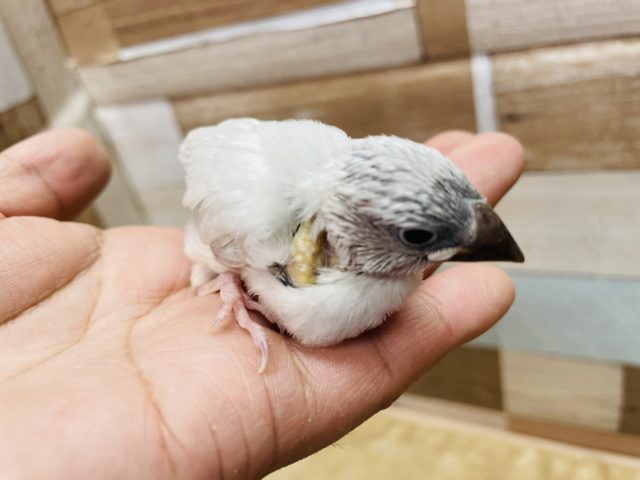 シルバー文鳥