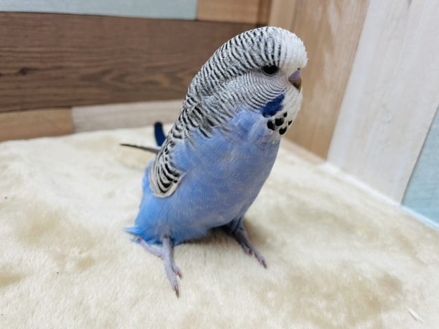 ジャンボセキセイインコ