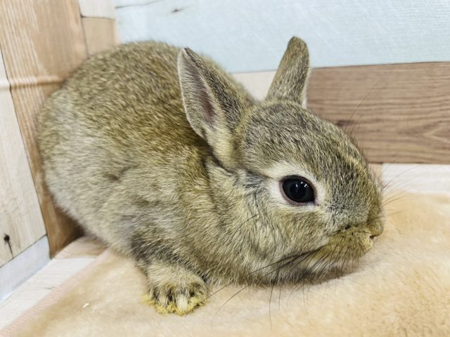 ネザーランドドワーフ