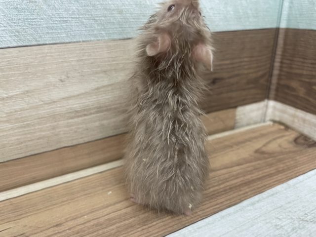 ゴールデンハムスター