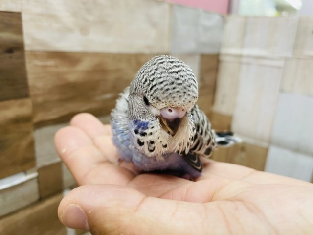 ジャンボセキセイインコ