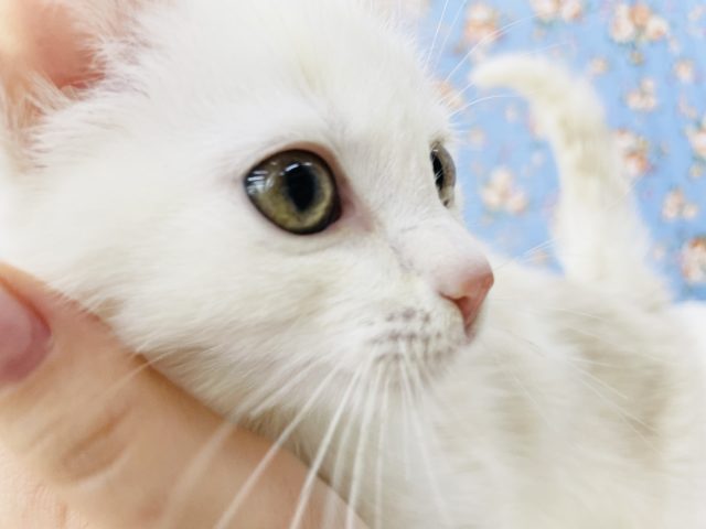 スコティッシュフォールド