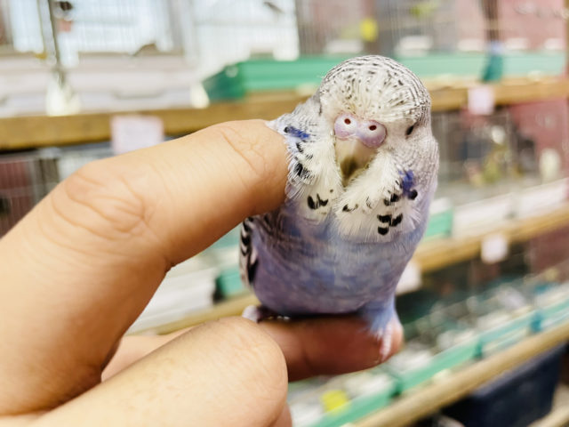ジャンボセキセイインコ