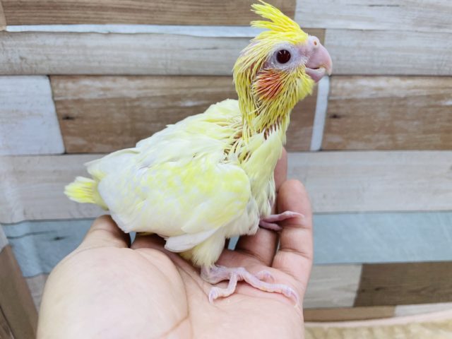 オカメインコ