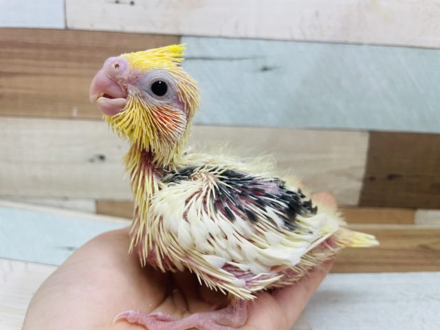 オカメインコ
