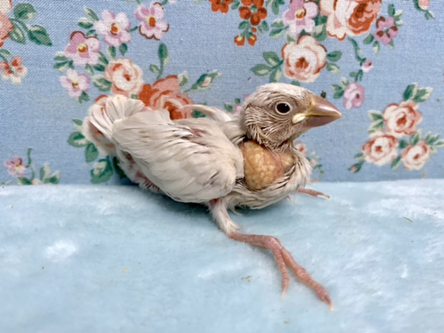 シルバーイノ文鳥