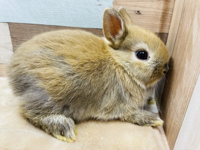 ネザーランドドワーフ