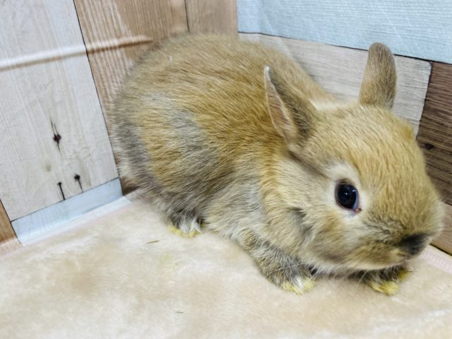 ネザーランドドワーフ