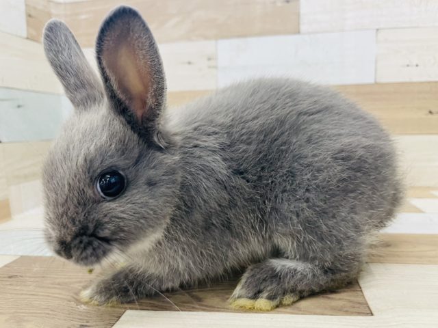 ネザーランドドワーフ