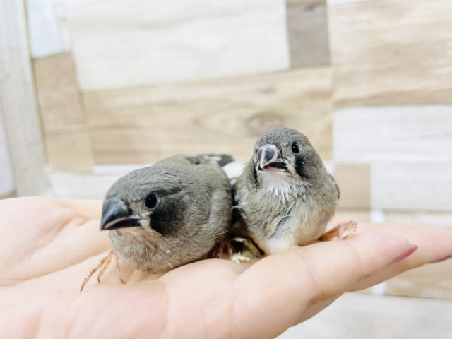 錦花鳥（キンカチョウ）