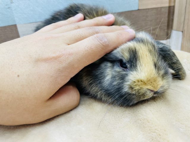 ロップイヤーラビット