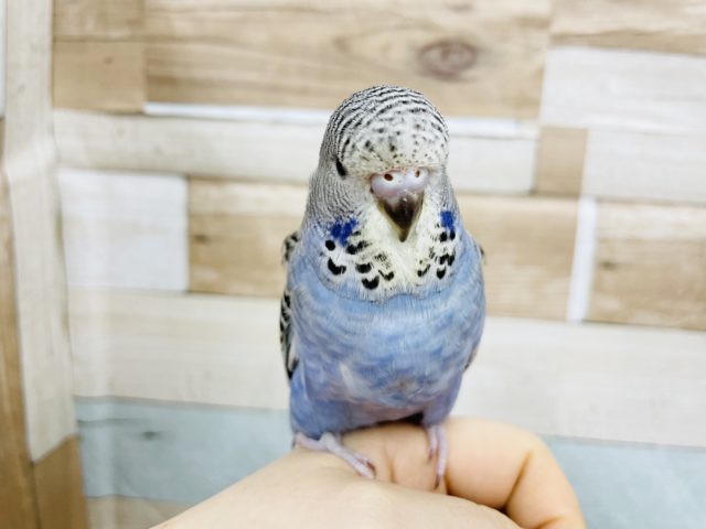 ジャンボセキセイインコ
